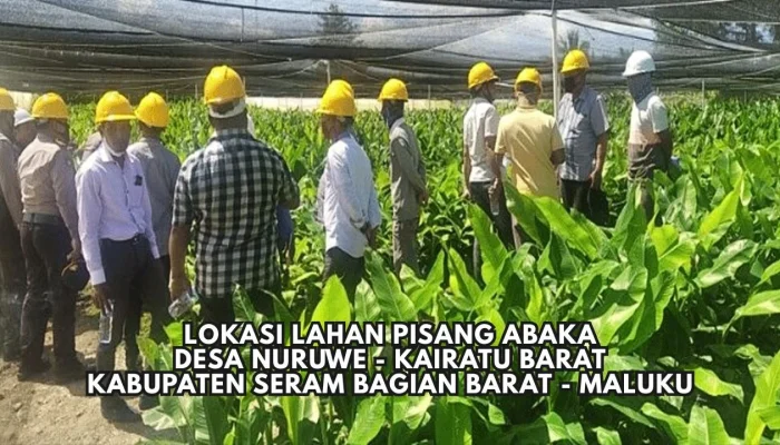 Lokasi Lahan Pisang ABaka Desa Nuruwe, Kecamatan Kairatu Barat, Kabupaten Seram Bagian Barat - Maluku