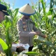 Kapolresta Jayapura Kota bersama Kapolsek Muara Tami, sedang melakukan panen Jagung hasil kerjasama dengan kelompok Setia Tani