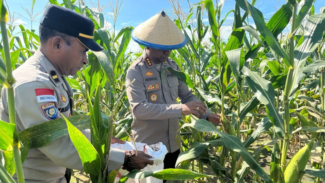 Kapolresta Jayapura Kota bersama Kapolsek Muara Tami, sedang melakukan panen Jagung hasil kerjasama dengan kelompok Setia Tani