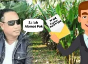 Surat ke Bupati SBB Salah Alamat.! PT SIM Sengaja Bikin Gaduh Daerah