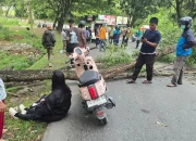 Pengendara Motor Tewas di Tempat Tertimpa Pohon Tumbang di Abepura, Satu Pengendara Mengalami Luka