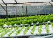 Proyek Hidroponik dan Asaran Kopra Fiktif, Kades Waesamu dan Inspektorat SBB Dicurigai Kongkalikong Dana Rakyat