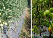 Program TEKAD SBB Dongkrak Hasil Panen, Petani Desa Lokki Tunjukkan Kemajuan Signifikan