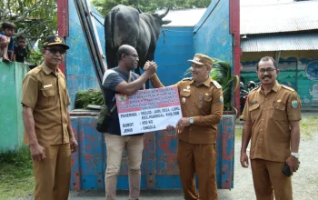 Sapi Presiden Disalurkan Pemkab SBB di Momentum Idul Adha 1447H