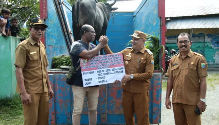 Sapi Presiden Disalurkan Pemkab SBB di Momentum Idul Adha 1447H